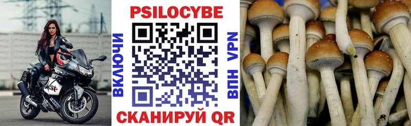 Галлюциногенные грибы Psilocybine cubensis  Бузулук 
